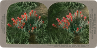 Castilleja angustifolia, the "Indian Paint Brush," is a native of gravelly soils and grows on dry hillsides, A 583.81