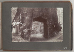 Tuolumne Big Tree