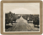 Orange orchard near Oroville, Butte Co