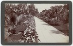 The Lilies and the Palms, Nevada Avenue, Santa Monica. # 98.