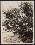 One of the grape fruit trees on the P. L. Simpson Ranch