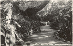 Fern Dell, Hollywood, Cal., 140