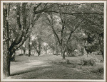 [Capitol Park Memorial Grove]