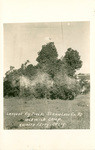 Largest fig tree in Stanislaus Co. at Idlewild Camp, Knights Ferry, Calif