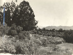 Mt. San Gorgonio, from Riverside