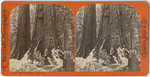 Big trees Mariposa Grove, Cal., # 1217