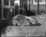 [Rabbits in a backyard] (5 views)