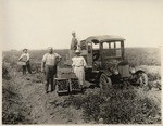 Growing Tomatoes in the Sutter Basin