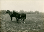 Horses, Cone Ranch, near Red Bluff, Tehama Co., Cal., 10903