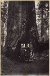 "Wawona" - 28 feet diameter, 275 feet high - Mariposa Grove