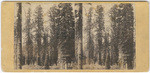 Group of big trees in Mariposa Grove, No. 39