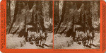 Dead Giant, Tuolumne Grove; 30 ft. 8 in., diam. Big Oak Flat route to Yo Semite, 3088