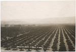 Apricot orchard. Cal