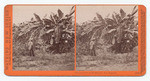 Banana trees at Wolfskell's [sic], Los Angeles. 4384.