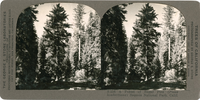 A forest of Sugar Pine (Pinus lambertiana) Sequoia National Paark, Calif., S 216