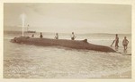 Spouting whale. Live whale. Captured at Long Beach, Cal. May 20, 1897. # 1029