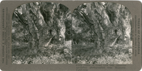 Trunk of Coast Live Oak (Quercus agrifolia) photographed near Monterey, California, S 272