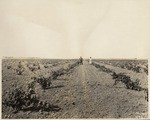 A Sutter Basin Vineyard