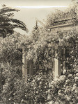 [Fernell residence and wisteria] (2 views)