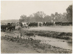 Cattle, Cone Ranch, near Red Bluff, Tehama Co., Cal., 10904