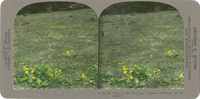 Plants of the "Sun Cup," Lavauxia primiveris, dot the meadows, A 583.445