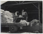 Loading sacks of potatoes