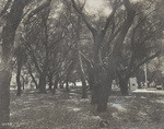 This is a picture of Monte Vista Park dedicated as a public playground in 1884 by Juge Page