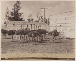 Ostrich Farm. Cal. Mid. Inter. Exp., 1894, 8178