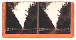 Avenue of Orange Trees, Sunny Slope. San Gabriel, Los Angeles Co., Cal. 4805.