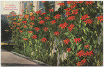 Poinsettias blooming at Christmas time