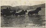 Harris & Freeman's stage, Blairsden to Sierra City, Cal.