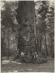 Big Tree "Santa Clara" California State Redwood Park near Boulder Creek, cal., 25437