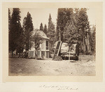 The original Big Tree, 32 feet diameter, Mammoth Grove, Calaveras Co., No. 29