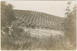 California olive orchard