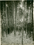 Giant bamboo forest, Tevis Place, Bakersfield, Cal., 22088