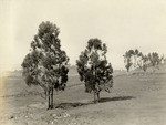 Eucalyptus trees (2 views)