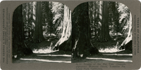 Trunks of the big tree (Sequoia gigantea) Wawona Grove, Yosemite National Park, California, Sc 11