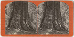 Beauty of the Forrest, Mariposa Grove, Cal., No. 321