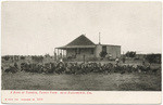 A band of turkeys, turkey farm, near Sacramento, Cal., no. 3270