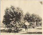 [Three-year-old Sutter peach orchard]