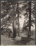 [View from Pine Ridge summit on Coe Bros. Stock range, 561]