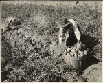 [Man gathering Sutter Basin Potatoes]