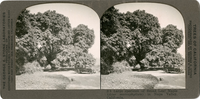 Large specimen of Broad Leaf Maple (Acer macrophyllum) in Napa Valley, California, S 8