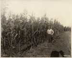 Field of Corn in Sutter Basin