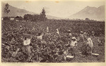 Cactus plantation for rearing cochineal - Antigua