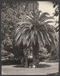 Under a great Date Palm at La Palmera Rancho