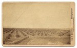 [Apricot orchard, Ventura, Calif.]