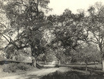 Oaks, Shorb Ranch