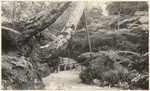 Fern Dell, Hollywood, Cal., 143