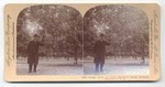 Orange Grove on Lucky Baldwin's Ranch, Southern California, U.S.A. 13545.